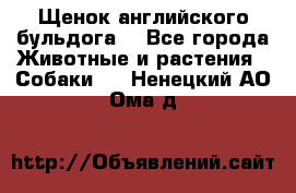 Щенок английского бульдога  - Все города Животные и растения » Собаки   . Ненецкий АО,Ома д.
